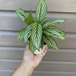 4” Calathea Vittata