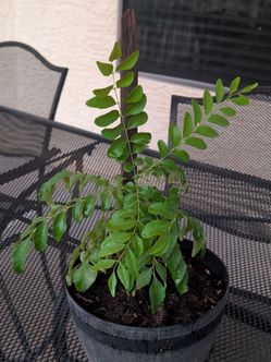 CURRY LEAF PLANT
