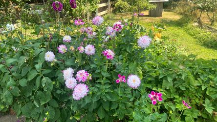 Dahlias