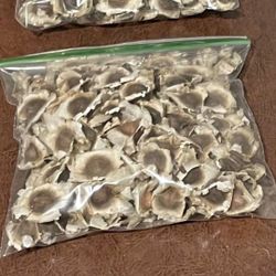 Semillas De Moringa