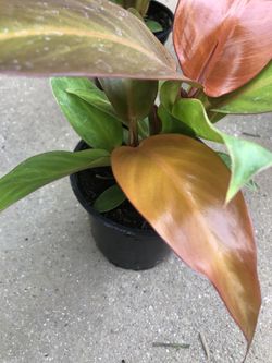 Philodendron Selloum Sun red In 4 Inch Pot
