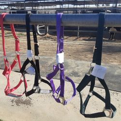 Halters For Sale