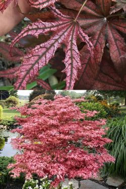 ‘Mikazuki’ Semi-dwarf Japanese Maple Trees —