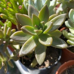 Succulents Plants 🪴🌵