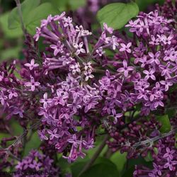 Re-Blooming Lilac