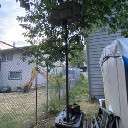 Basketball Hoop Cash Olny 