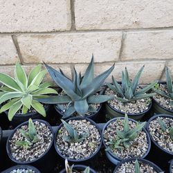 Assorted 2 Gallon Agaves For $15