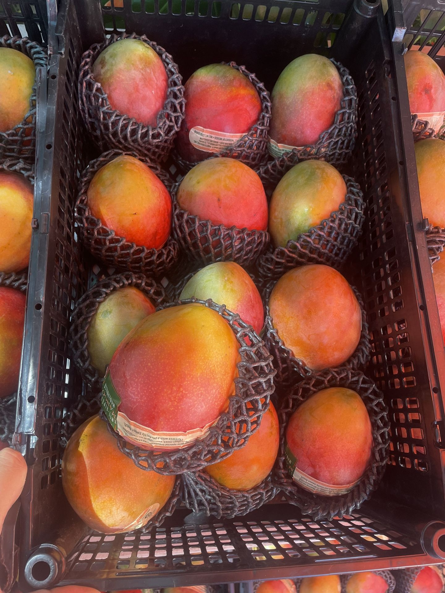 Fresh Big Mango And Cherry