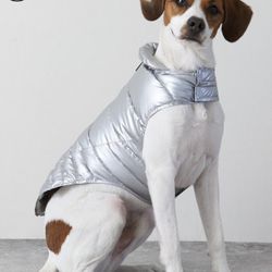 american beagle outfitters