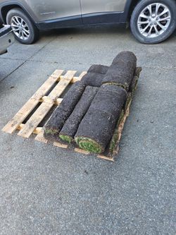 Free fresh sod