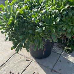 5 Gal Ionium Succulent