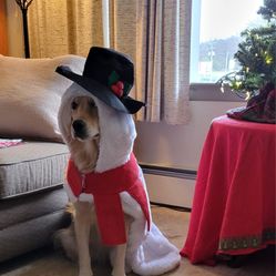 Top Paw Snowman Costume For Dogs NEW