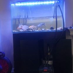 Fish Aquarium 