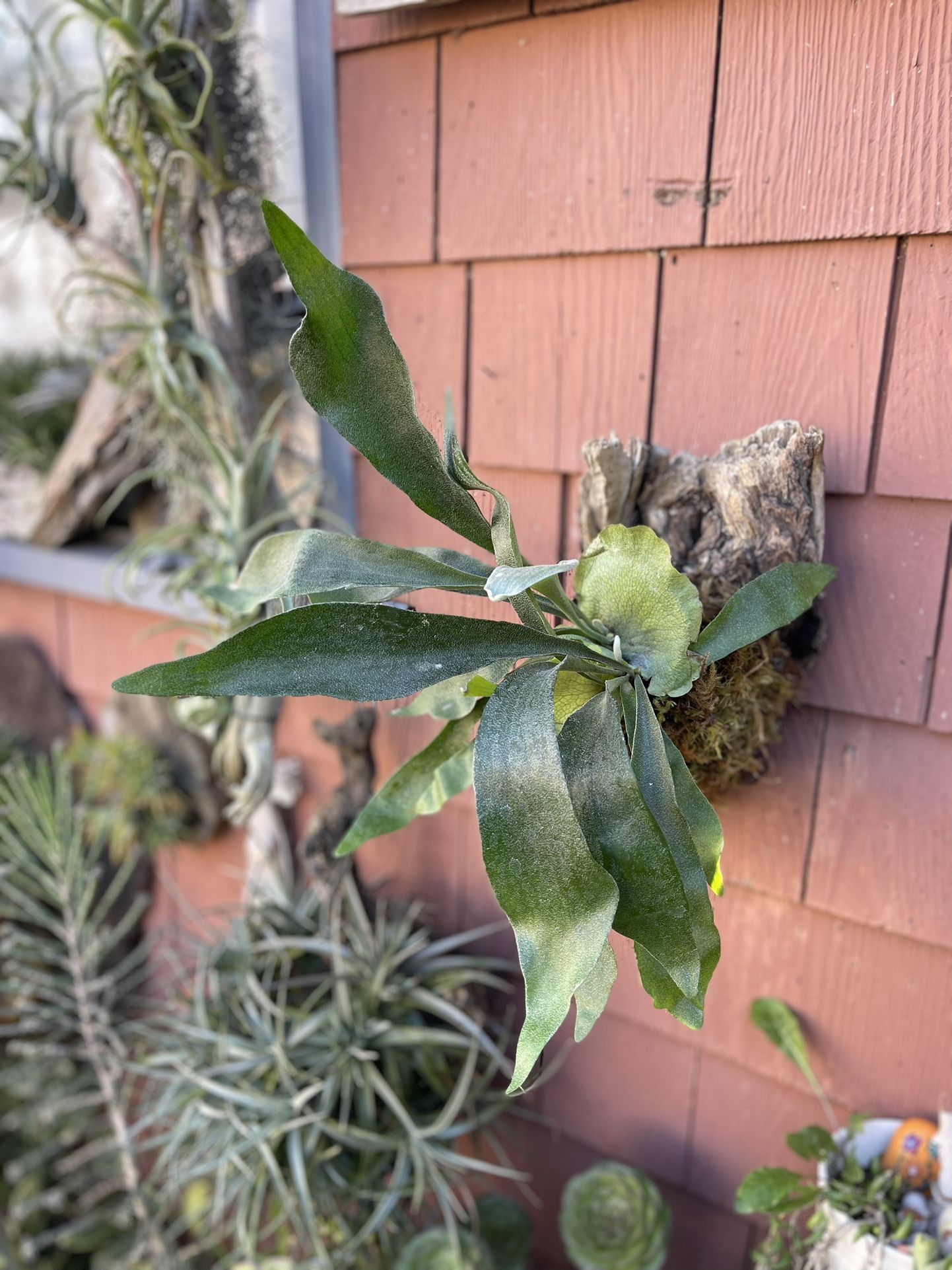The Cutest Little Staghorn Fern