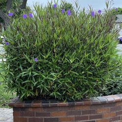 2 Mature Mexican Petunia