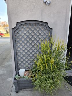 Planter With Firestick 