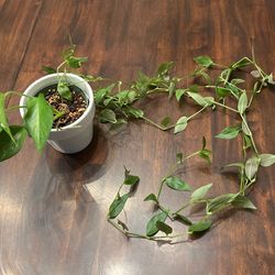 2 In 1 Pothos And Wandering Jew 