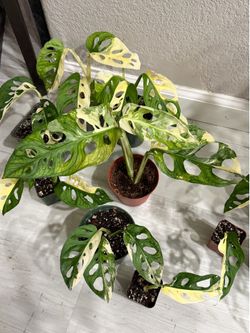 Exotic monstera adansonii albo variegated