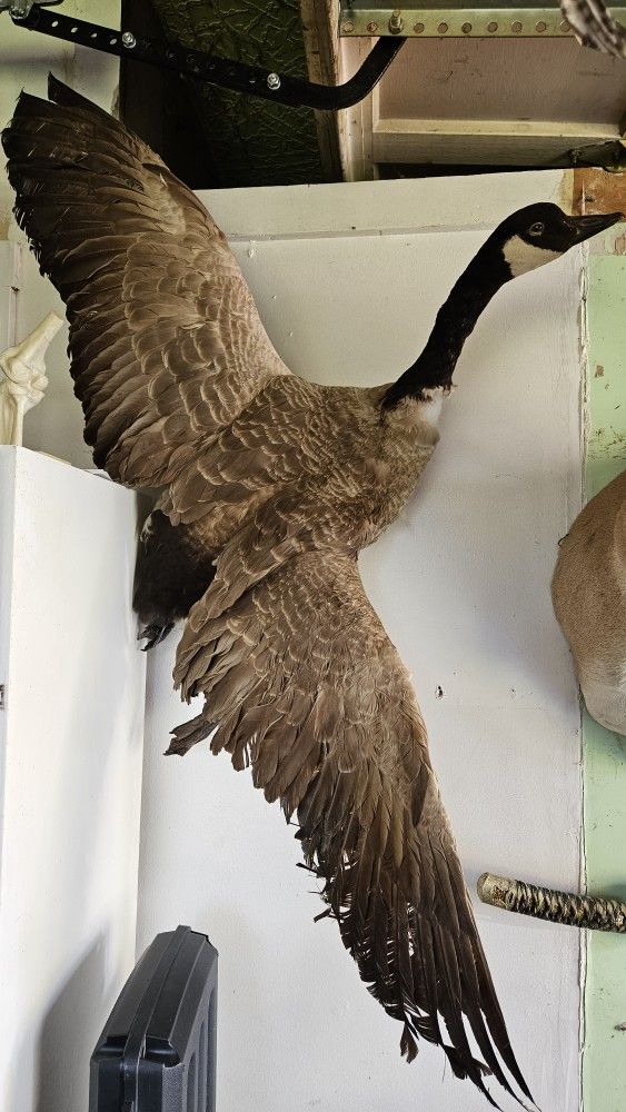 Taxidermy Canadian Goose