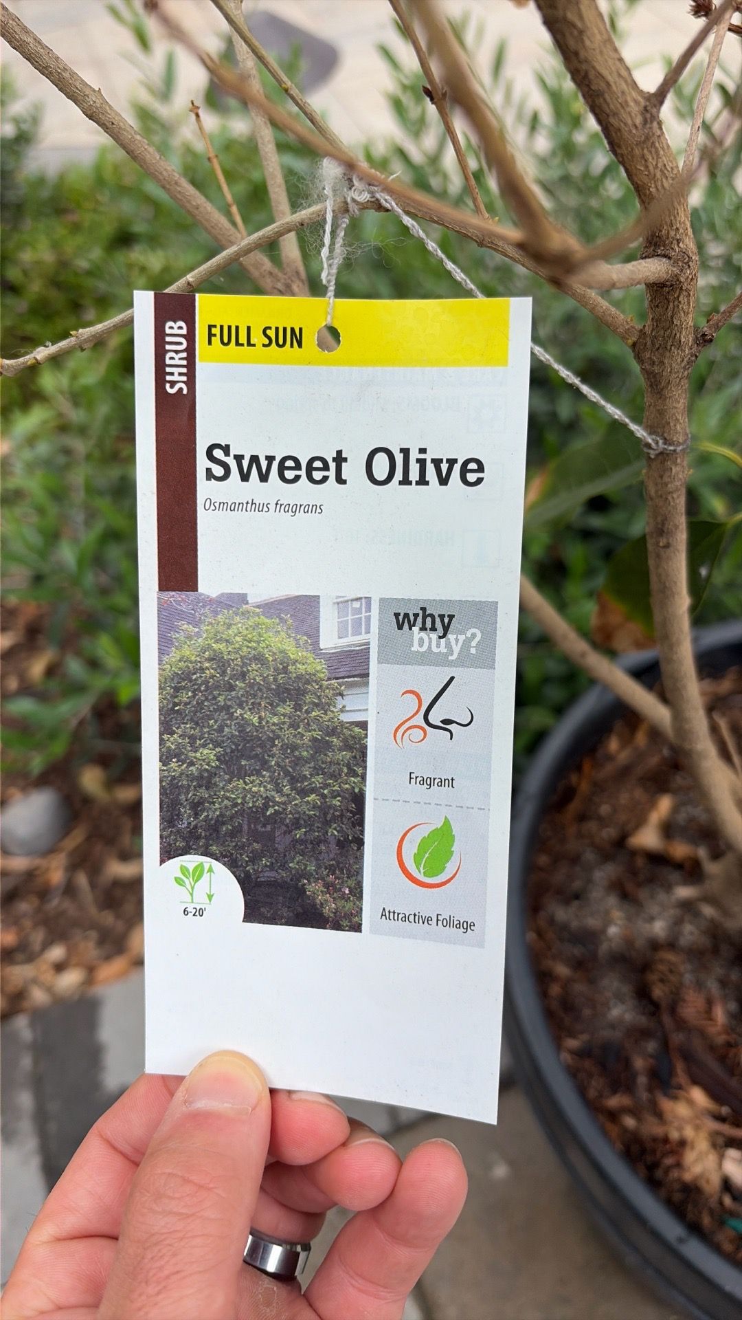 Sweet Olive Tree