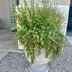 Two Very Large Mature Planters With Plants