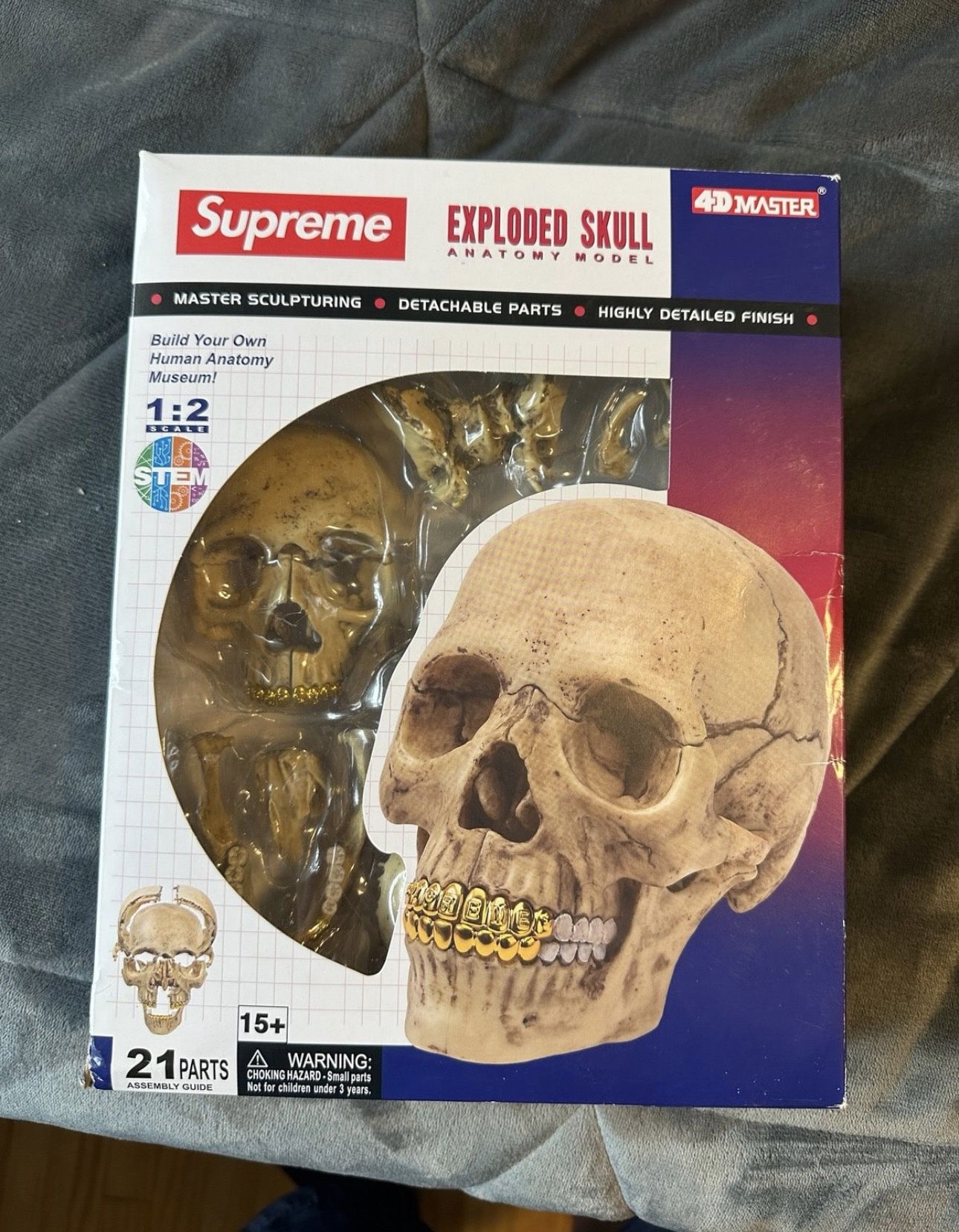 Supreme 4D Model Human Skull