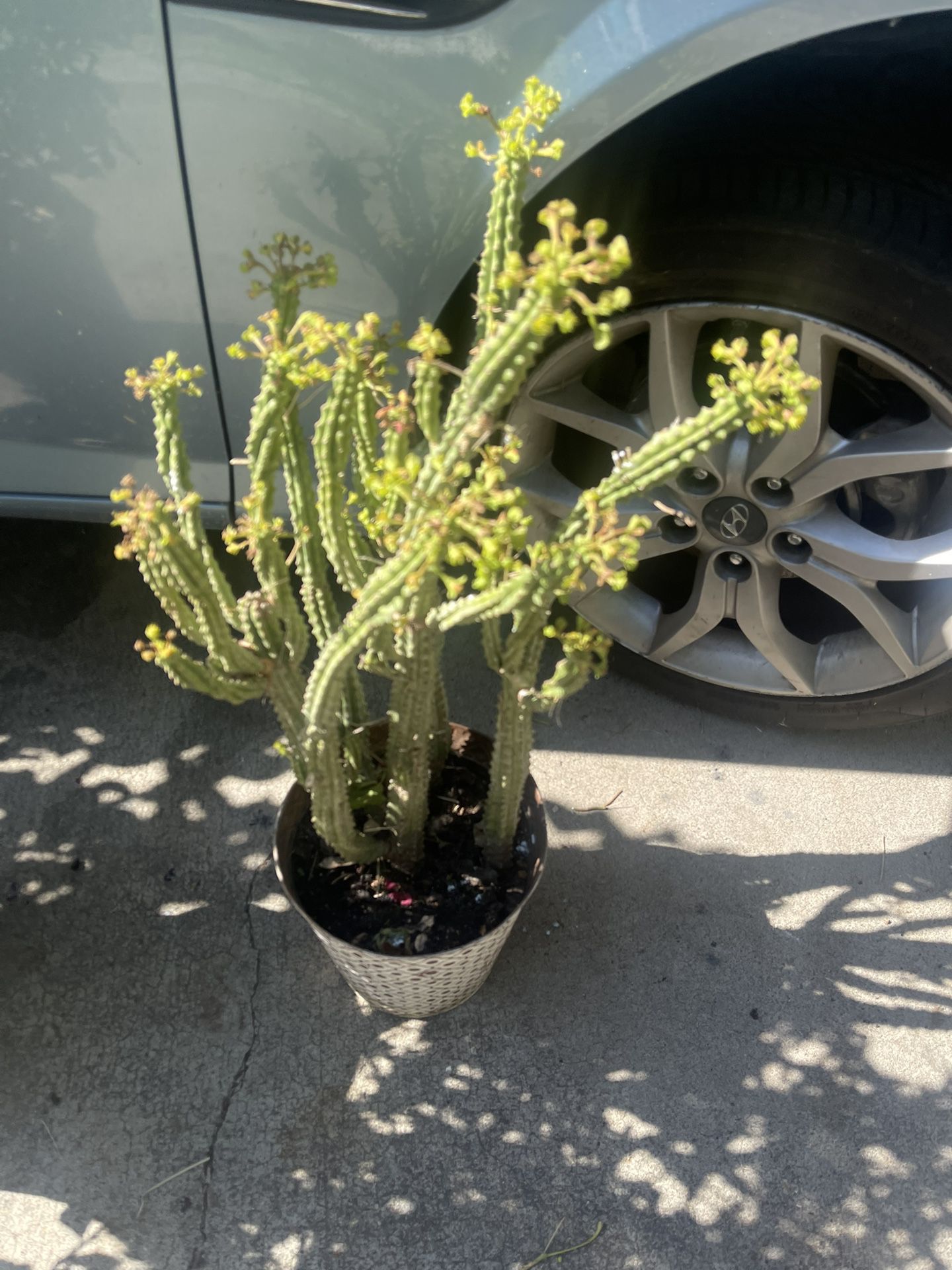 Cuctus Plant