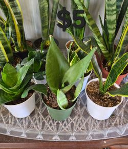 Snake plants