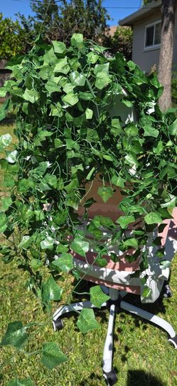 Ivy vines