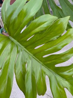 Philodendron Mayoii Variegated