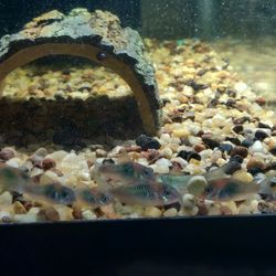 Corydoras Emerald Aquarium 