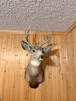 Deer Buck Shoulder Taxidermy Mount