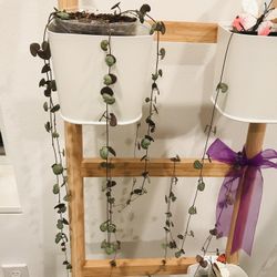 1 String of Heart, 40 inches long, in a Nursery Pot