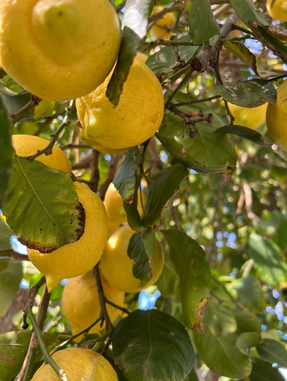 Bags of Lemons