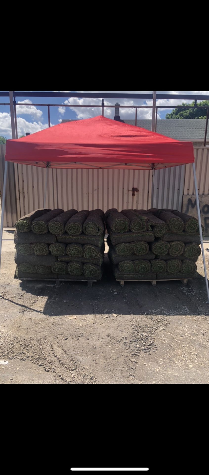 Fresh sod - kentucky blue grass- high quality