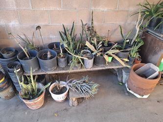 Various Potted Plants