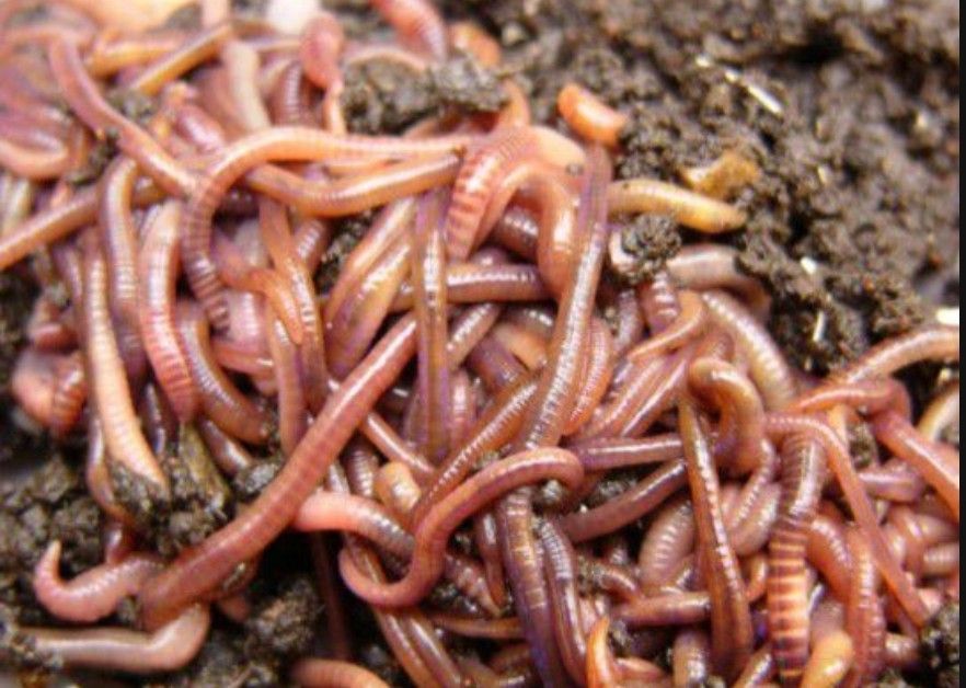 European Super Red Worms