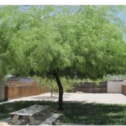 Chilean Thornless Mesquite Trees in 5 Gallons 6 1/2 The Tall Fel Soil Parida $50 Each Price Firm