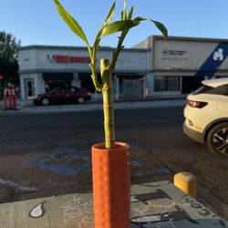 Lucky Bamboo With The Orange Tall Pot 