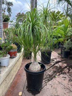Ponytail Palm