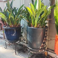 🌿 Large Bird of Paradise Plants