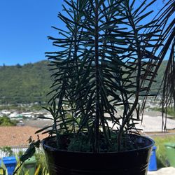 Plant And Hanging Basket 