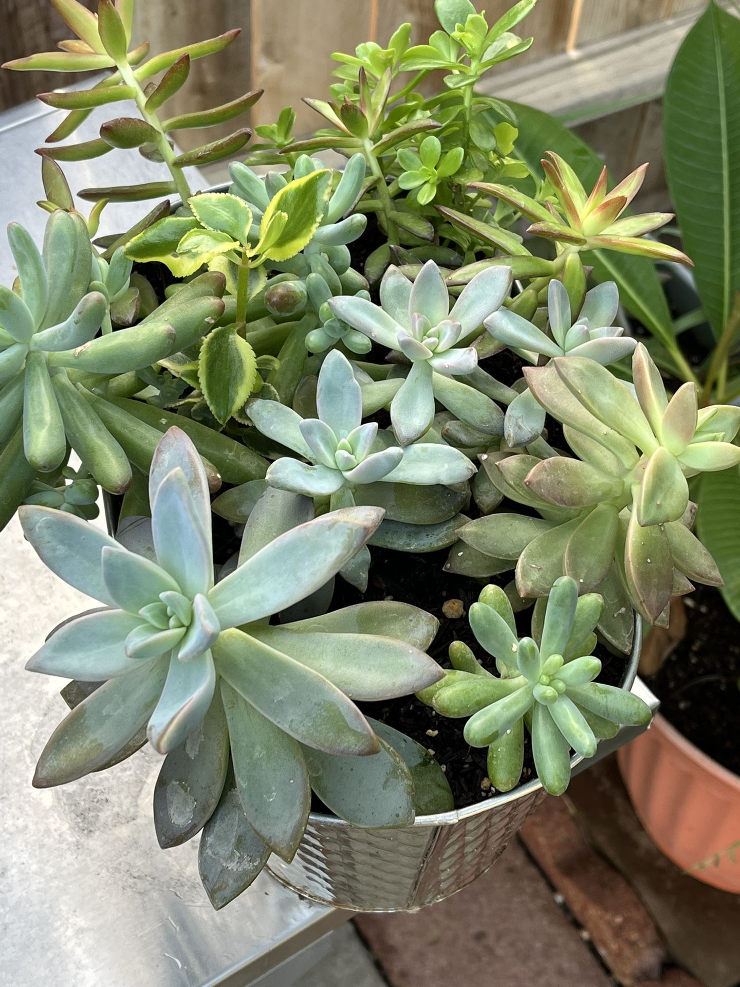 Succulent Mix Plats $13