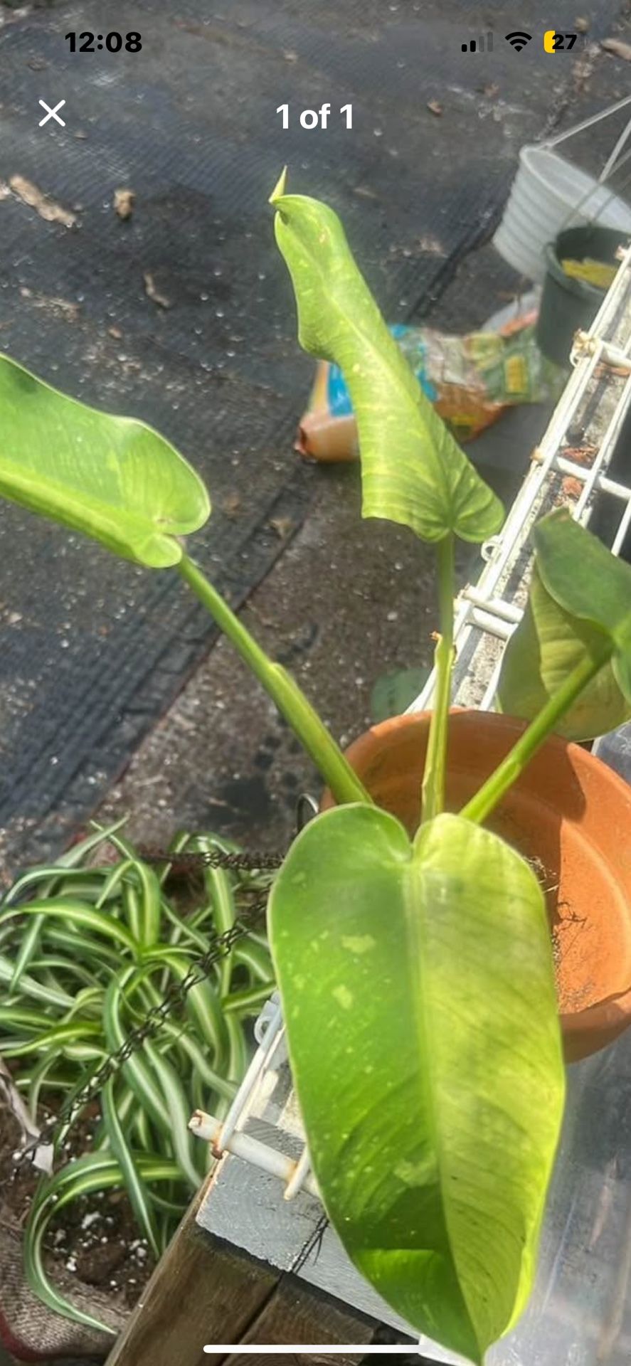Philodendron Jose Buono