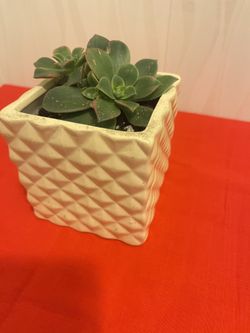 Succulents Plus Mini Ceramic Pots