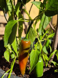 Serrano chili  plants