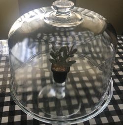 Cake Dome