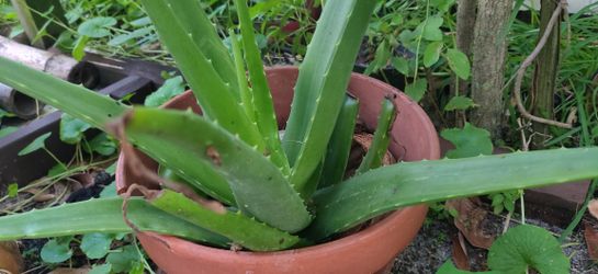Alo Vera Plant