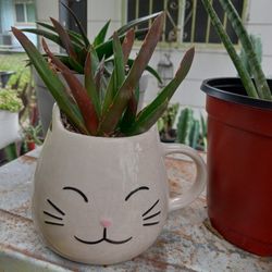 Succulent 