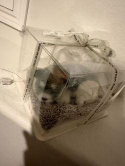 Dog Exibit Lights Up (Doesn’t Come with Batteries) NEW